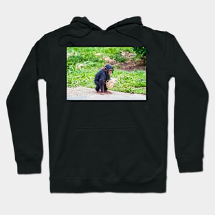 Young chimpanzee out walking Hoodie